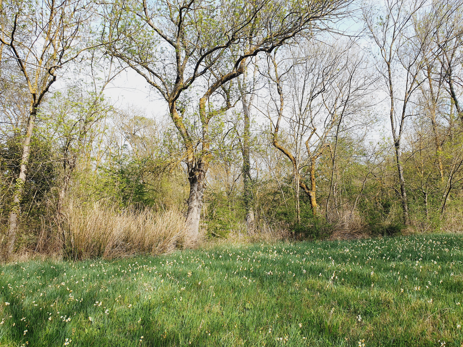 Image_, Terrain agricole, Vias, ref :5554