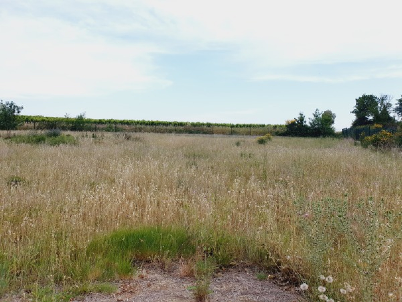 Image_, Terrain agricole, Bessan, ref :5552