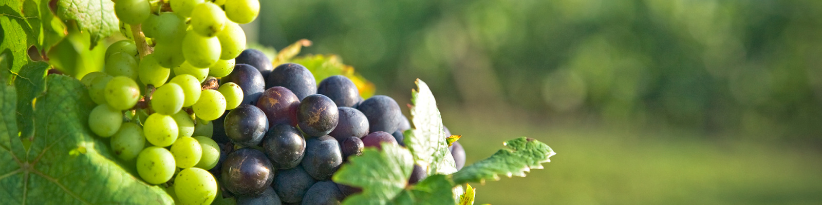 Image_, Maison de village, Vias, ref :V0549