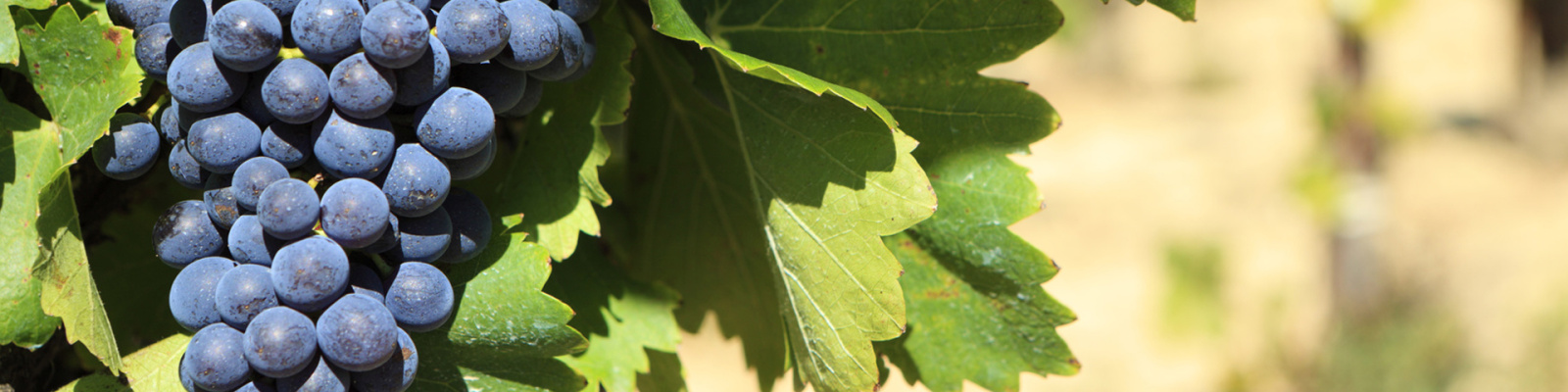 Image_, Maison de village, Vias, ref :V0549