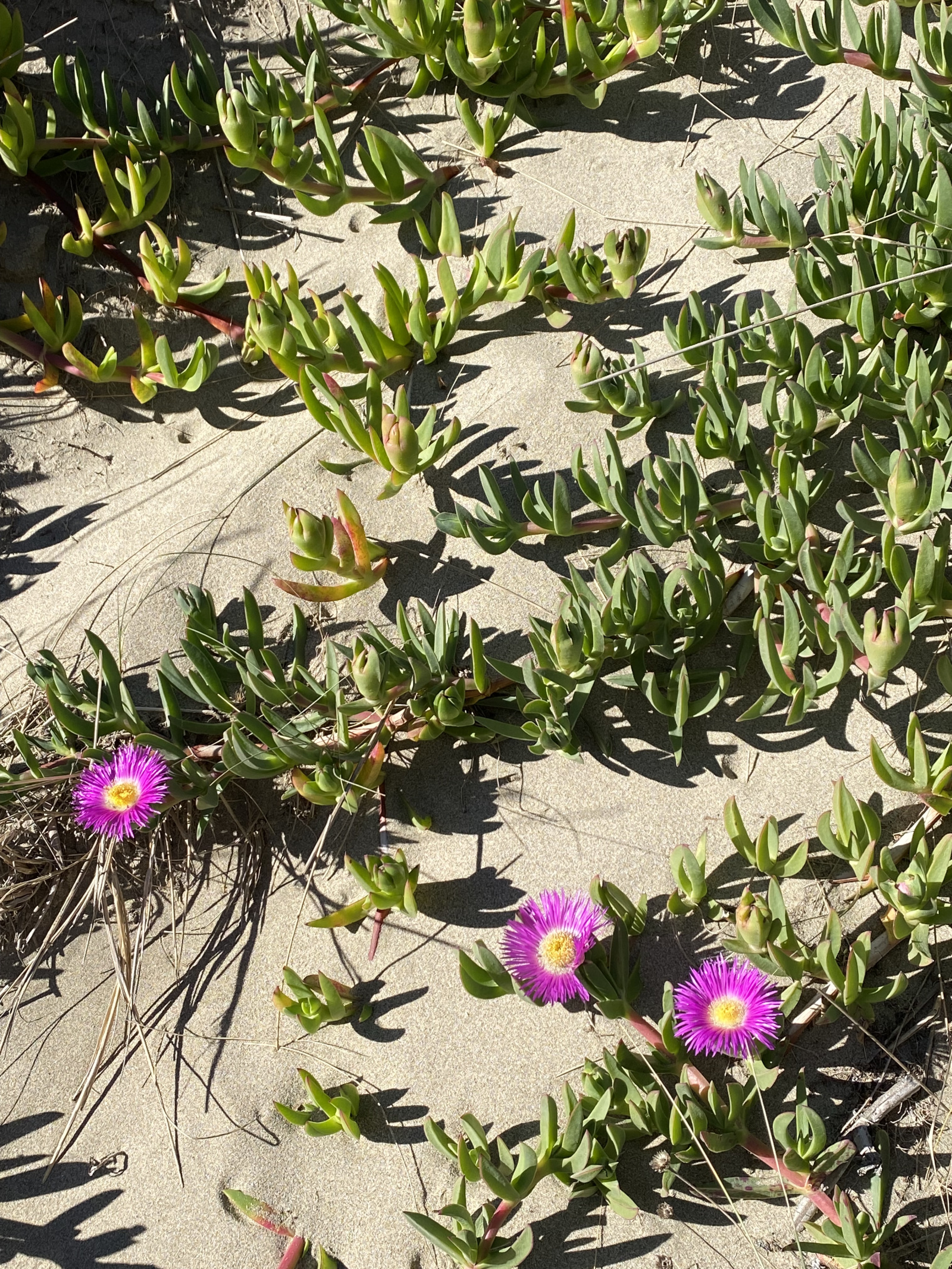 Image_, Maison / Villa, Agde, ref :V0861